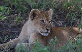 Lion cub, only a few weeks old